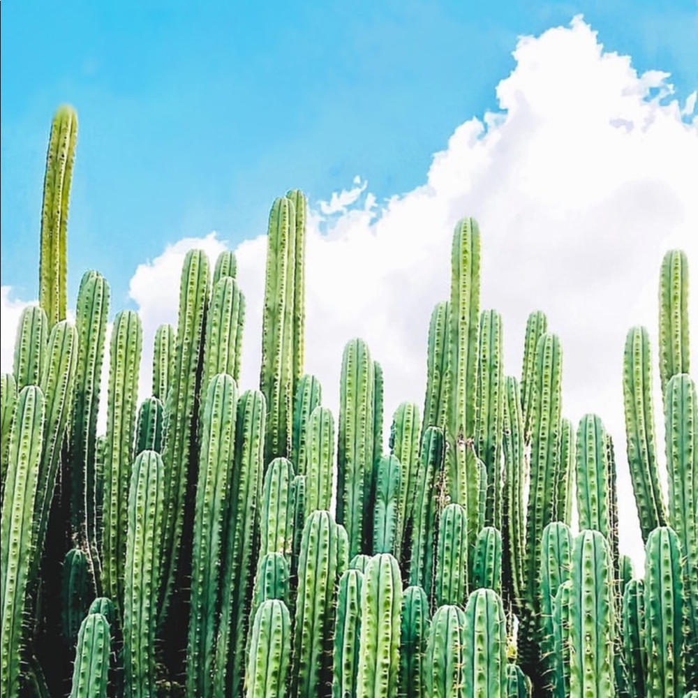 Meet your Posher, The darlin’ cactus boutique